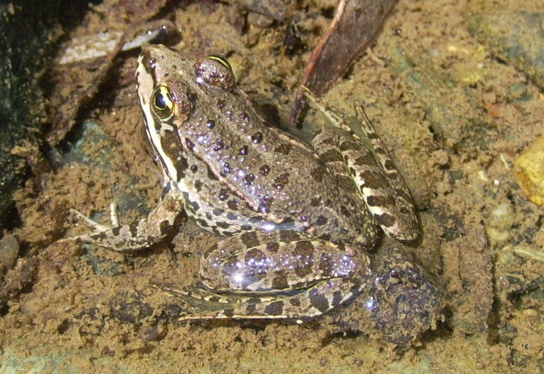 Pelophylax da ID - Pelophylax kurtmuelleri (prov. Savona)